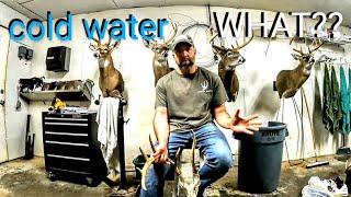 CLEANING EUROPEAN MOUNTS USING COLD WATER MACERATION ***SUPER EASY*** WHITETAIL TAXIDERMY!