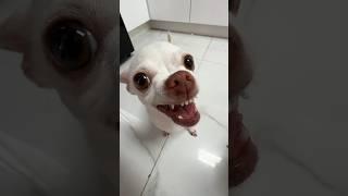 She want to kiss me or to bite me?? #chiuahua #mreviatar #angrychihuahua #nikiozeri #kuchikuchi