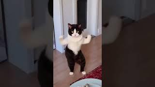 Tom and Jerry | Cat Dance | رقص القطط | القط المضحك | قطة كيوت