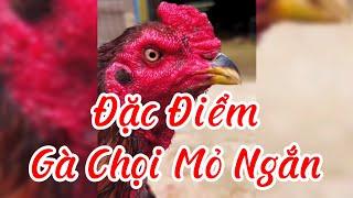 Đặc điểm gà chọi mỏ ngắn #gac1 #gadathomo #nuoiga #gachoi