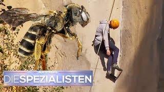 Bienen-Angriff: Unerfahrener Kletterer erleidet Schock an der Felswand | Die Spezialisten | SAT.1 TV