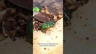 The rose chafers are getting ready to be released