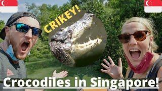 We saw a crocodile in Singapore! - Amazing wildlife in Sungei Buloh wetland reserve.