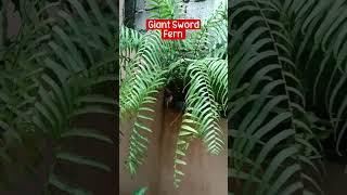 Ornamental Plant Ideas For Vertical Garden - Giant sword fern