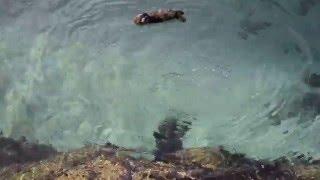 Momma Otter Searches for Food