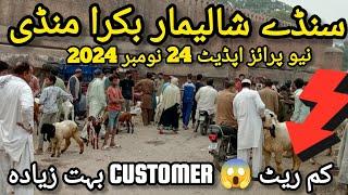 Lahore Shalimar Sunday Bakra Mandi Latest Price Update 24 Nov 2024