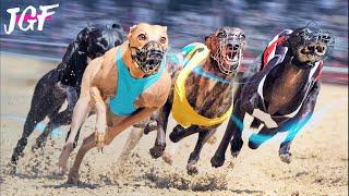 Greyhound race - Dog racing competition