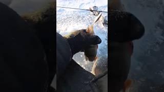 Ловля окуня на блесну Лист в 46 кузове.