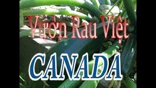 Vườn Rau Việt Trên Đất Canada #1 |  Vườn Sau Nhà | Backyard Garden Tour