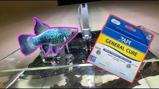 Platy Fish Quarantine