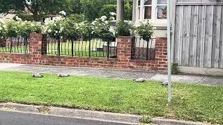 The galah bird aka pink and grey cackatoo or rose breasted cockatoo