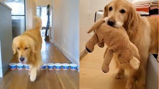 Cachorros Engraçados - Golden Retriever compilation | Vídeos de Golden Retriever #06