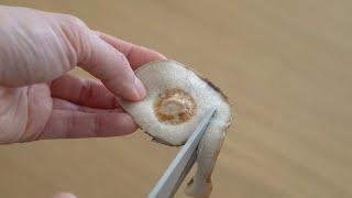 If you cut mushrooms like this, they will turn into a delicious dish in an instant.