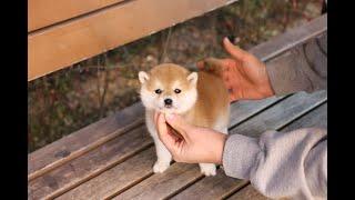 Perfect shiba inu here  l Korea teacup puppies