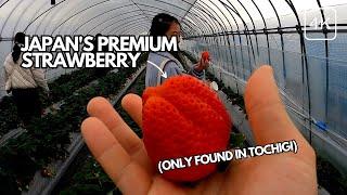 You Can Eat UNLIMITED Premium Strawberries Near Tokyo | Ichigo No Sato Skyberry Farm