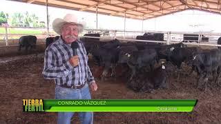 TIERRA FÉRTIL TV - Producción Ganado Brangus (09.07.16)