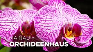 Orchid House - Mainau Island - Germany 