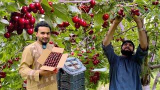 Afghan Cherry Harvest | Shamali Kabul 2024 | د ګیلاس باغ په کابل کې