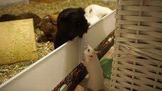 Syrian Hamster Makes A New Friend... (she escaped)