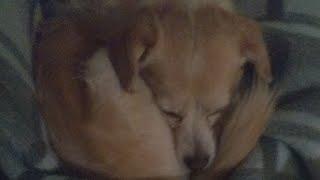 My doggo (archive)