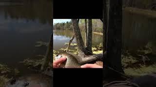 ultralight fishing for panfish!