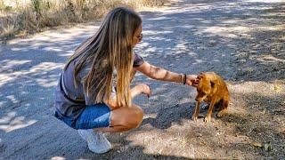 Heartbroken Dog Refused To Leave the Spot, Where She Saw Her Owner Last Time but Then…