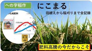 【への字稲作と慣行稲作を比べて】光合成量、千粒重、食味値などの比較です。