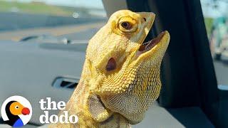 Bearded Dragon Insists On Being Included In Whatever Mom Does | The Dodo