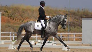 GUADIARO YSB - PRE HORSE - 4 YEAR’S OLD !!