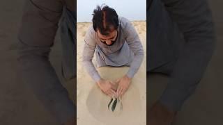 pulling watermelon out of desert soil #survival #camping #outdoors #lifehacks #buscraft #experiment