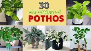 30 Different Varieties of Pothos (Money Plant) | Fascinating Pothos  | Swaroopa Diaries.