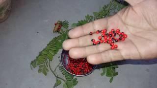 Gunja herb plant || गुन्जा | रत्ती के औषधीय लाभ