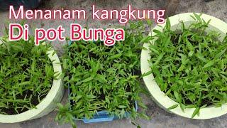 Menanam kangkung di pot bunga di belakang rumah