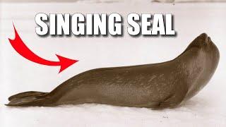 Ross Seal Facts: the SINGING SEAL  Animal Fact Files