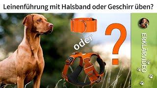 Leinenführigkeit üben mit Hundehalsband oder Geschirr? ️