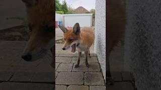 Wild Fox Yawning #animal #fox #foxes #wildfox #wildlife #cute #redfox