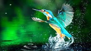 NO COPYRIGHT FREE DOWNLOAD 2K HUMMINGBIRD FLYING OUT OF WATER. SCREENSAVER LIVE WALLPAPER