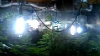 http://budbook.org, 9,000watts...Lights On!!!