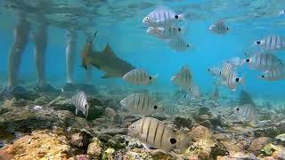 Cape Verde Shark bay. Lemon sharks. January / February 2022