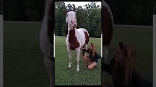caring my horse| WildPaws - Tips & Tricks for a Well-Behaved Pup