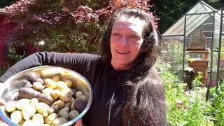 How and When to Harvest Potatoes and Carrots