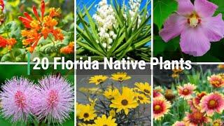 Florida Native Plants - Garden Lovers Club