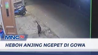 Heboh Teror Diduga Anjing Ngepet Resahkan Warga Gowa