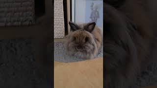 Bunny Diary: chubby girl #lionheadrabbit #bunny #rabbit #bunnies #rabbit #centralpark #rabbit