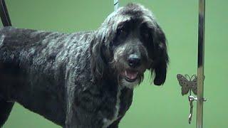 How to Groom a Doodle (Natural & Puppy Cut) - Do-It-Yourself Dog Grooming