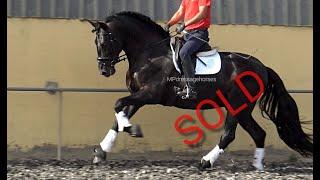 Spanish horse for Sale | **SOLD** Black Andalusian PRE stallion 2016 - 1,69 m | #MP461