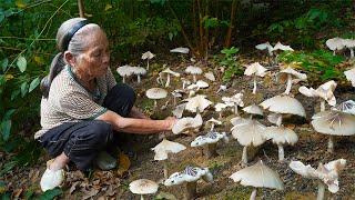 野外難尋的雞樅菌，聽說100多塊一斤，阿婆山上撿了一大籃Grandma picks up expensive wild mushrooms to make traditional food｜玉林阿婆