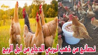 نصائح من ذهب للمقبلين على تربية الدجاج واعتماده كمشروع#kitchen