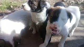 Stray puppies eat biscuits in breakfast | Mountain village | Winters #trending #animals #viralvideo