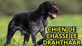 CHIEN DE CHASSE LE DRAHTHAAR